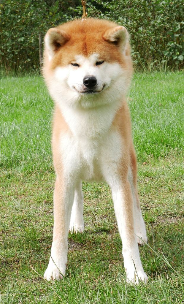kita deik Fudo