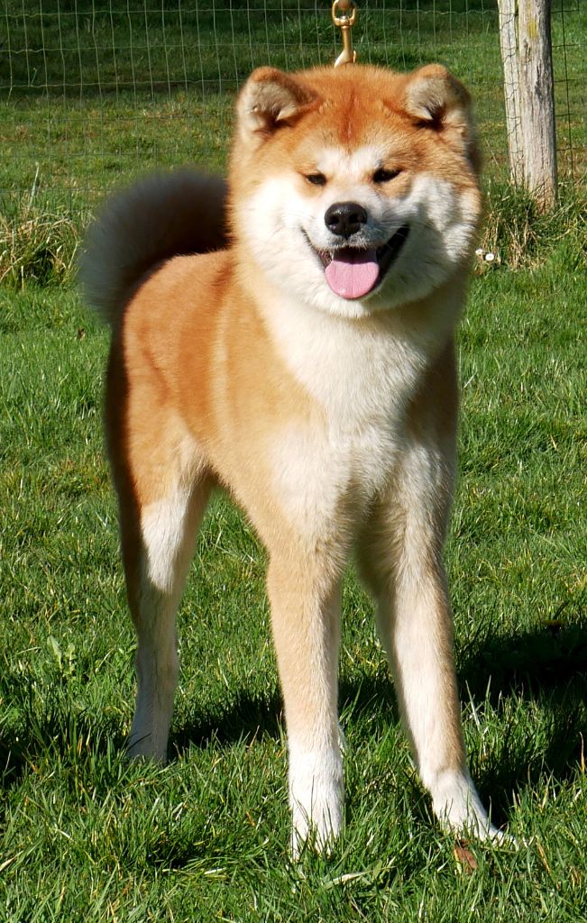 S'kanako  Imperial Sun