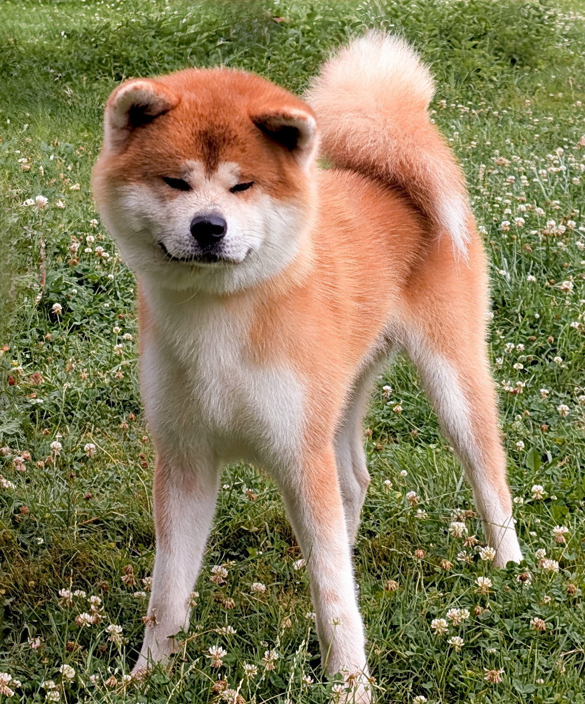 Akaneiro go Of Kamino Ken