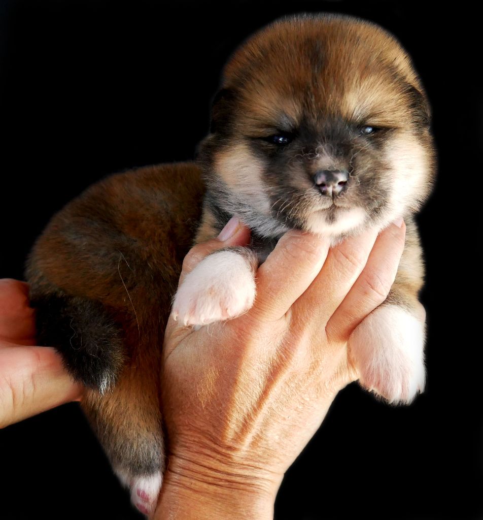 Imperial Sun - Chiots disponibles - Akita