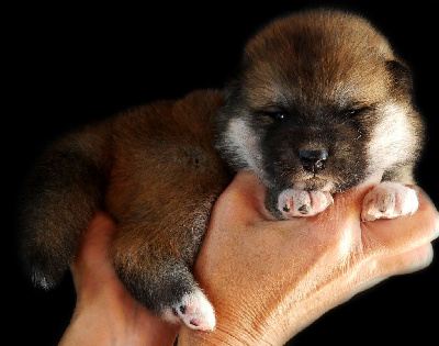 CHIOT 4