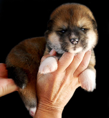 CHIOT 6