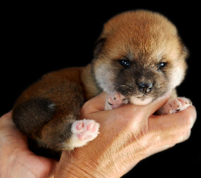 CHIOT 2