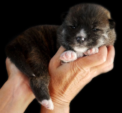 CHIOT 5