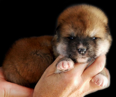 CHIOT 1