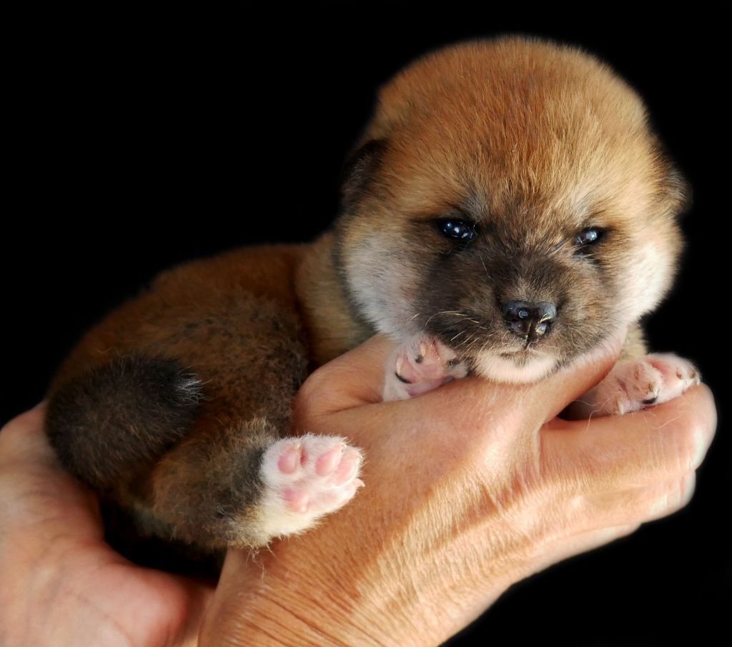 Imperial Sun - Chiots disponibles - Akita