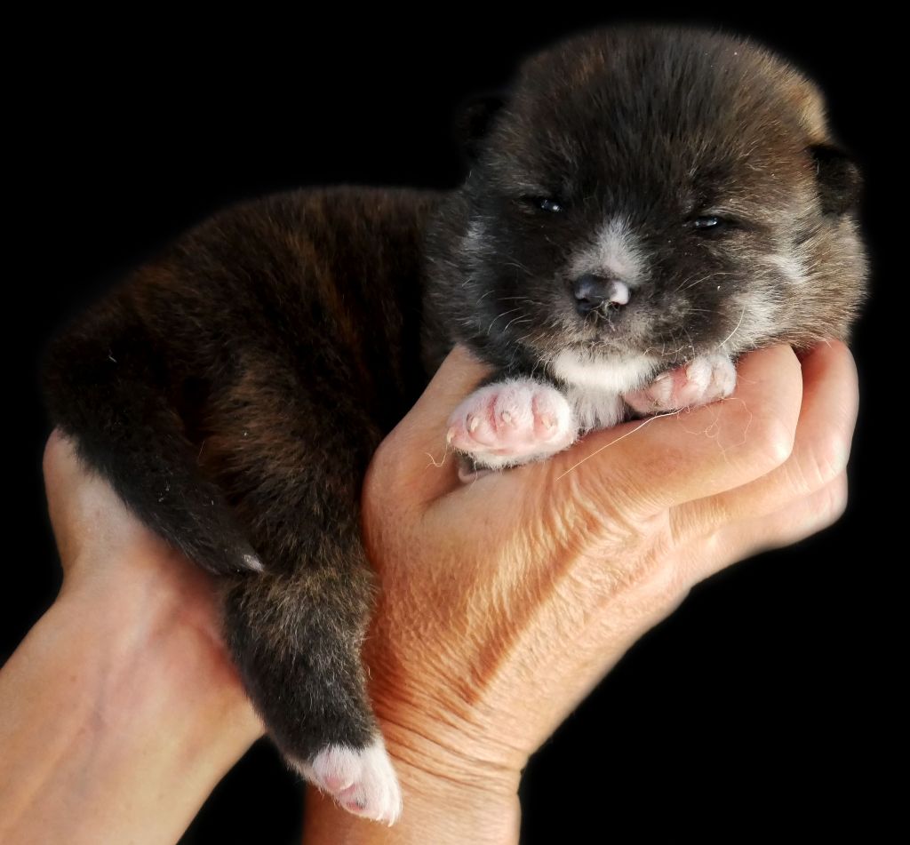 Imperial Sun - Chiots disponibles - Akita