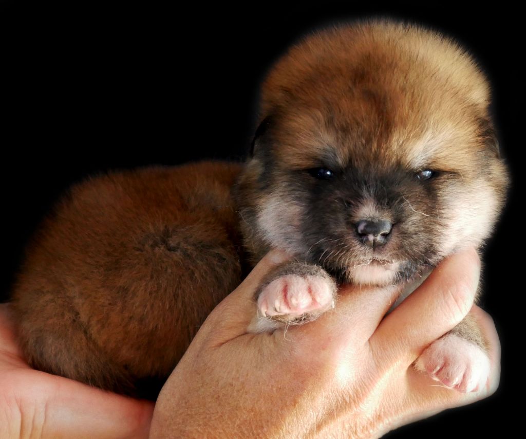 Imperial Sun - Chiots disponibles - Akita